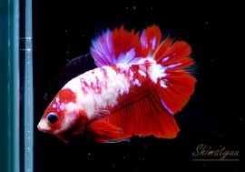 ��Ǯ�ӵ��۰���ʪ��HM���ץ饫�åȡ��ȥ���饯�����ɡ�No.08