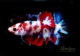 ��Ǯ�ӵ��۰���ʪ��HM���ץ饫�åȡ��ȥ���饯�����ɡ�No.09