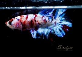 ��Ǯ�ӵ��۰���ʪ��HM���ץ饫�åȡ��ȥ���饯�����ɡ�No.10