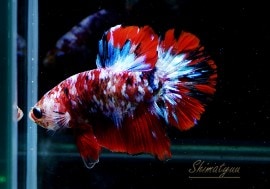 ��Ǯ�ӵ��۰���ʪ��HM���ץ饫�åȡ��ȥ���饯�����ɡ�No.11