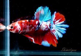 ��Ǯ�ӵ��۰���ʪ��HM���ץ饫�åȡ��ȥ���饯�����ɡ�No.12