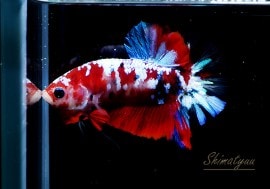 ��Ǯ�ӵ��۰���ʪ��HM���ץ饫�åȡ��ȥ���饯�����ɡ�No.14