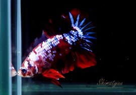 ��Ǯ�ӵ��۰���ʪ��HM���ץ饫�åȡ��ȥ���饯�����ɡ�No.17