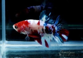 ��Ǯ�ӵ��۰���ʪ��HM���ץ饫�åȡ��ȥ���饯�����ɡ�No.18