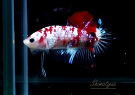 ��Ǯ�ӵ��۰���ʪ��HM���ץ饫�åȡ��ȥ���饯�����ɡ�No.19