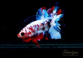 ��Ǯ�ӵ��۰���ʪ��HM���ץ饫�åȡ��ȥ���饯�����ɡ�No.20