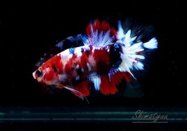 ��Ǯ�ӵ��۰���ʪ��HM���ץ饫�åȡ��ȥ���饯�����ɡ�No.2��