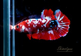 ��Ǯ�ӵ��۰���ʪ��HM���ץ饫�åȡ��ȥ���饯�����ɡ�No.22