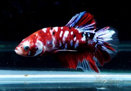 ��Ǯ�ӵ��۰���ʪ��HM���ץ饫�åȡ��ȥ���饯�����ɡ�No.24