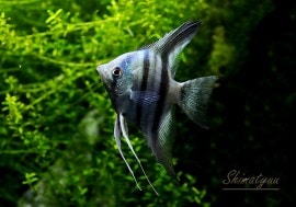 ǮӵۡХ֥롼󥼥롡3ɤ