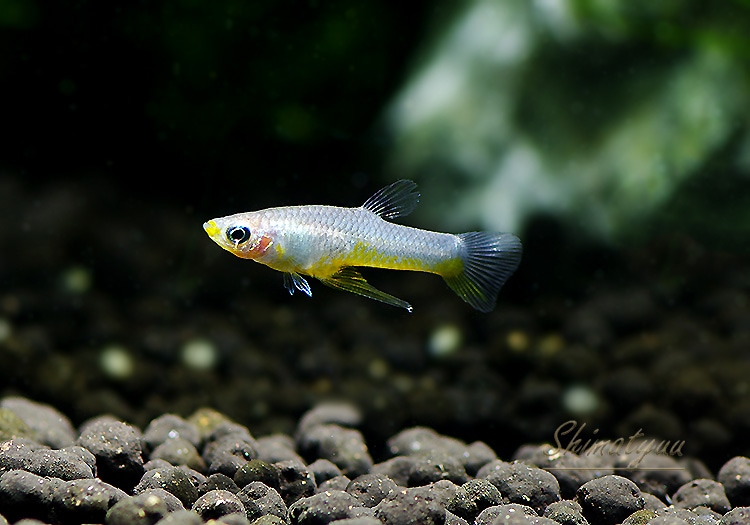 熱帯魚 ギラルディナス メタリクス イエロー 3pr 熱帯魚 メダカ類 卵胎生メダカ Aqua F東京店通販ショップ