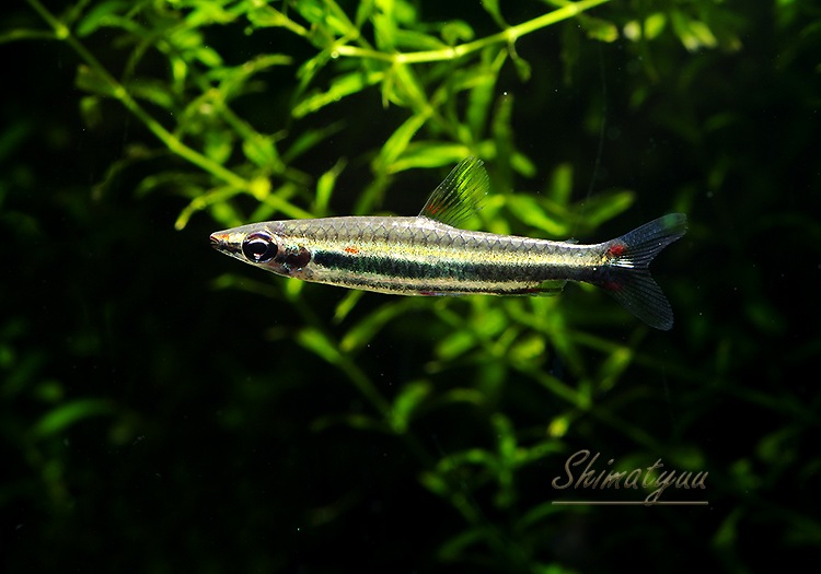 ベストバイさま専用 一点モノ ストラト 魚の名前 ベストバイさま専用 一点モノ ストラト 魚の名前 ベストバイさま専用