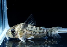 C�������ӥ���������ʥ���WILD��3ɤ