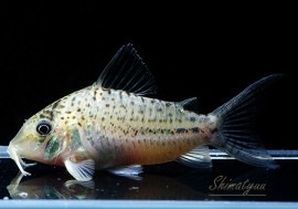 CեΥץƥ륹ףɣ̣ġ1ɤ