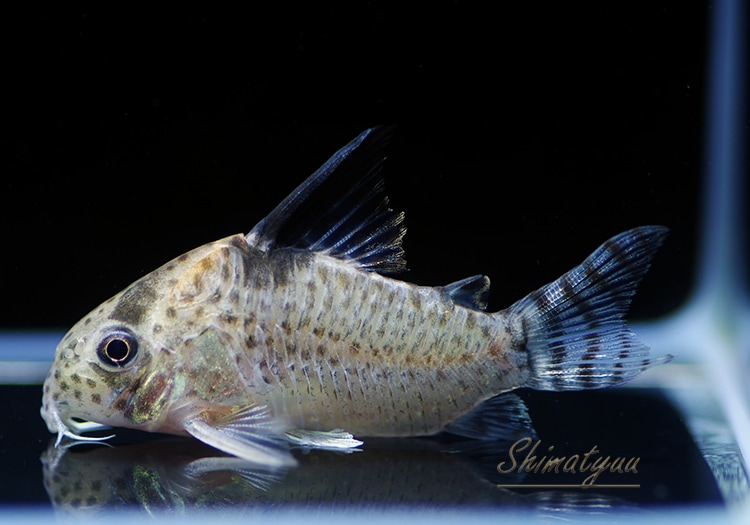 コリドラス Co ロンドニアⅧ WILD 1匹 | コリドラス,ショートノーズ | AQUA