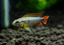 𡡥֥åɡȥ֥꡼ɡɡ1У