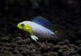 𡡥ܥ꡼ȥ֥꡼ɡɡ1У