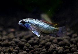 𡡥ȥեȥ֥꡼ɡɡ1У