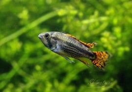 𡡥ȥǥ֥åɡȥ֥꡼ɡɡ1У