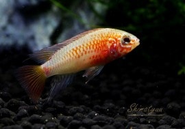 𡡥ӥɡѡåɡȥ֥꡼ɡɡ1У