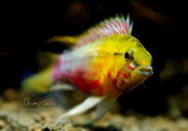 𡡥ۥ󥰥ȥ֥꡼ɡɡ1У