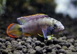 𡡥ʥˡȥ֥꡼ɡɡ1У