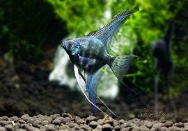 ǮӵۡХ֥롼֥饨󥼥롡1ɤ