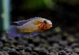 𡡥ǥץ˥Υåɡ񻺥֥꡼ɡ1У