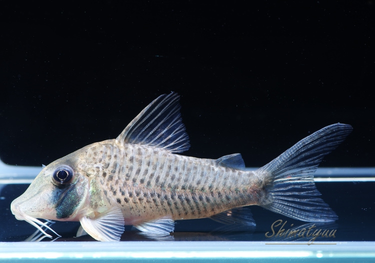 Co ロングノーズシクリ WILD 1匹 | コリドラス,ロングノーズ | AQUA-F