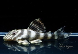 ˥塼ץ쥳ȥȥ󥹡ɡ(SM)1ɤ