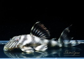 ˥塼ץ쥳ȥȥ󥹡ɡ(M)3ɤ