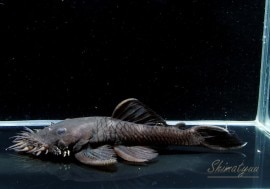 一点物 インペリアルゼブラ “Breed” 6.0～8.5cm 雄2雌1匹 №.01