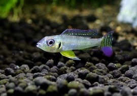 ꡼ɥեåɡףɣ̣ġ1У