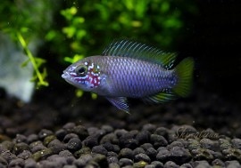 𡡥ܥ꡼ѡ롡ȥ֥꡼ɡɡ1У