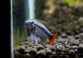 𡡥ꥪޥ졡ȥ֥꡼ɡɡ1У