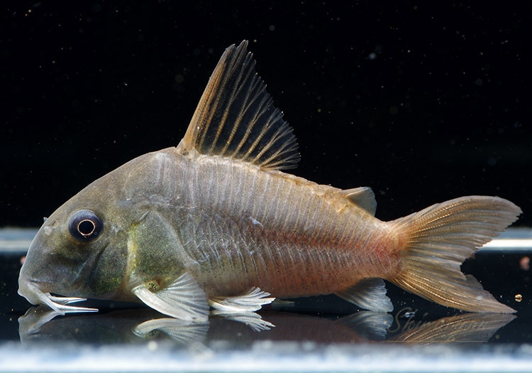 ワイルド・コリドラスコンコロール・ジャンボ7.3センチNo2 コリドラス・コンコロール\u003c熱帯魚解説\u003e | AQUALASSIC