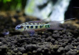 åܡɥåɡ(L)ףɣ̣ġȥӥɡ3У