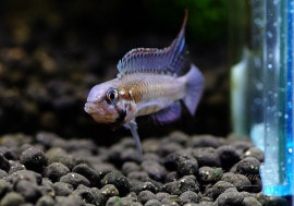 òAp ץե顡ȹ񻺥֥꡼ɡɡͺ1ɤ