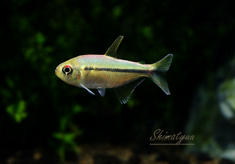 熱帯魚】 レインボーラコビクステトラ WILD 1匹 | 熱帯魚,カラシン