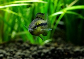 ���𡡥��������ףɣ̣ġ��ʣ͡ˡ����У�