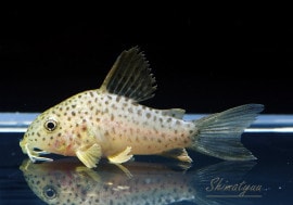 C�����ʭ���WILD����SM�ˡ�1ɤ