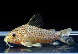 C�����ʭ���WILD����M�ˡ�1ɤ