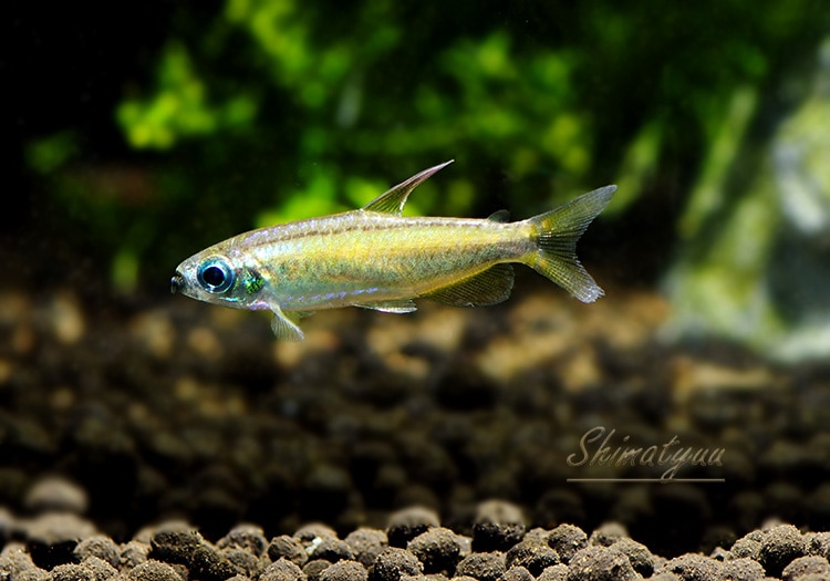 熱帯魚】 ゴールデンコンゴテトラ WILD 1匹 | 熱帯魚,カラシンWild