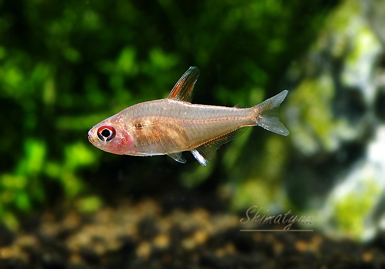 熱帯魚 ピーチレモンテトラ テレスピレス Wild 3匹 熱帯魚 カラシンｗild Aqua F東京店通販ショップ