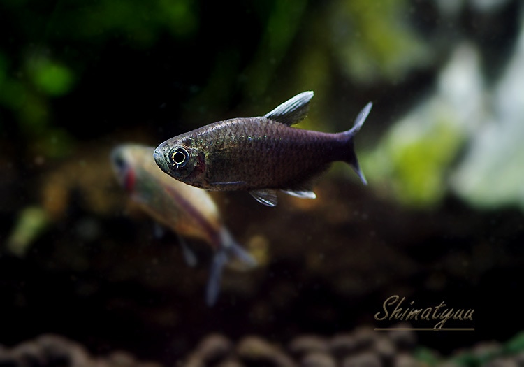 熱帯魚】 ハイフェソブリコン ネゴダグア WILD 3匹 | 熱帯魚,カラシン