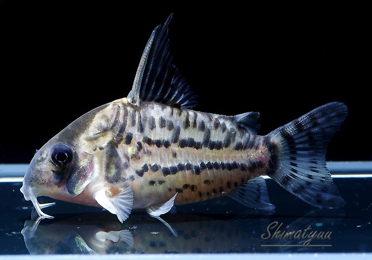 コリドラス 淡水魚】激レア ハイブリット コリドラス ブラックトップ