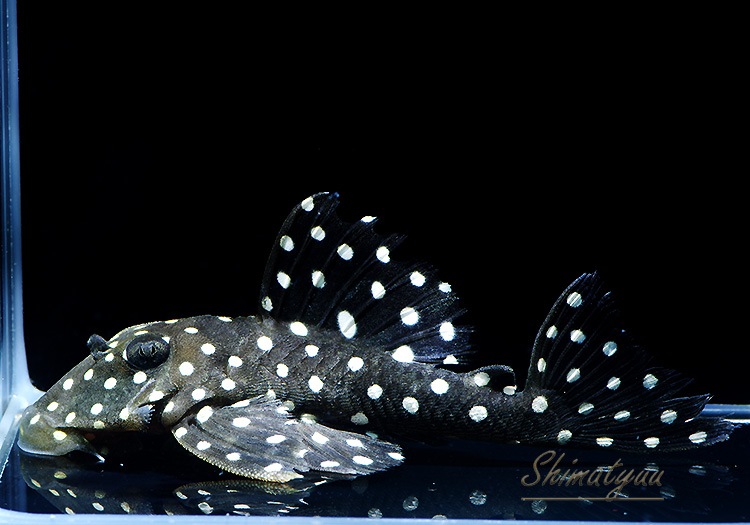 ブラックウィズホワイトカイザー 1匹 | プレコ | AQUA-F東京店通販ショップ