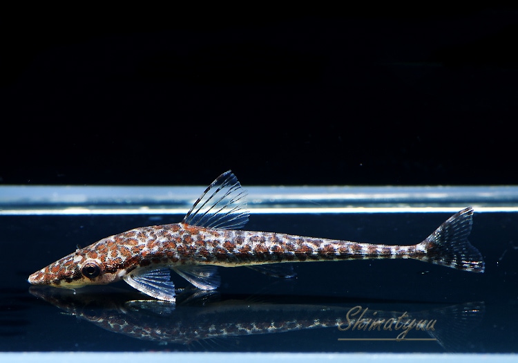 熱帯魚 マラリア オトシン サンガブリエル 1匹 プレコ オトシンクルス ファロエラ 他 Aqua F東京店通販ショップ