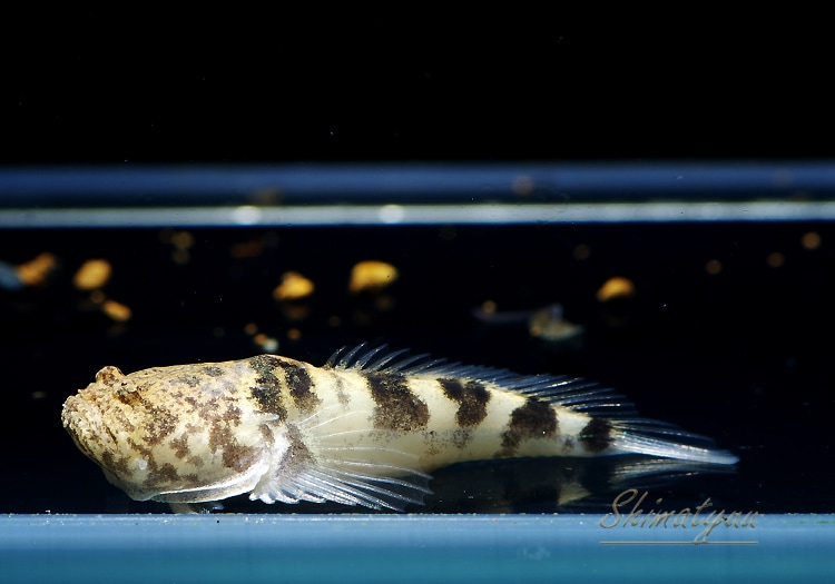 熱帯魚 ストーンフィッシュ ペルー 3匹 熱帯魚 その他の熱帯魚 Aqua F東京店通販ショップ 熱帯魚 ストーンフィッシュ ペルー 3匹 熱帯魚 その他の熱帯魚 Aqua F東京店通販ショップ