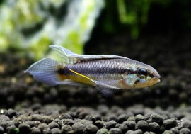 .sp.Icana񻺥֥꡼ɡͺ1ɤ